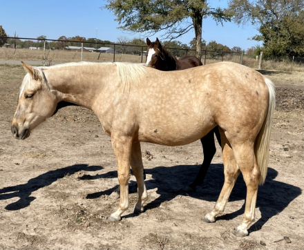 HorseID: 2305906 Malena Chex Olena - PhotoID: 1089476