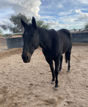 HorseID: 2305907 Rev - PhotoID: 1089471