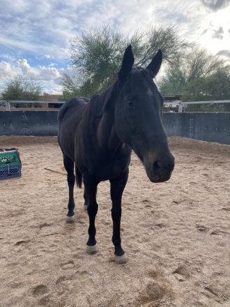 HorseID: 2305907 Rev - PhotoID: 1089472