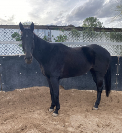 HorseID: 2305907 Rev - PhotoID: 1089473