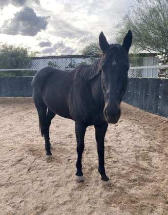 HorseID: 2305907 Rev - PhotoID: 1089474