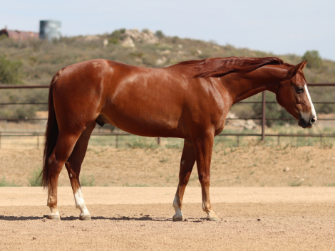 HorseID: 2305908 SQUIRTT GUNN - PhotoID: 1089475