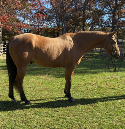 HorseID: 2305911 Dun Deal - PhotoID: 1089481