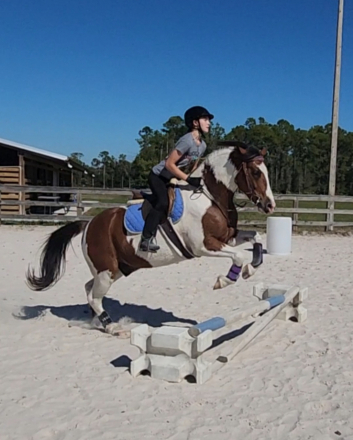 HorseID: 2305912 Charlie - PhotoID: 1089482