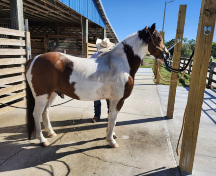 HorseID: 2305912 Charlie - PhotoID: 1089483