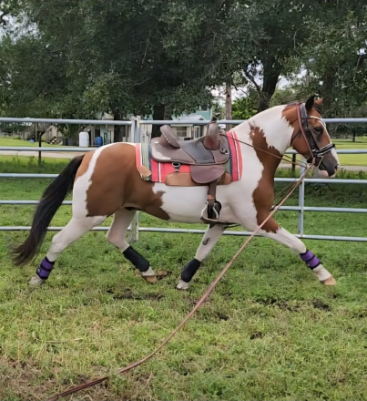 HorseID: 2305912 Charlie - PhotoID: 1089484