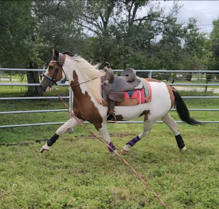 HorseID: 2305912 Charlie - PhotoID: 1089485