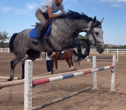 HorseID: 2305919 Rip It Up - PhotoID: 1089486