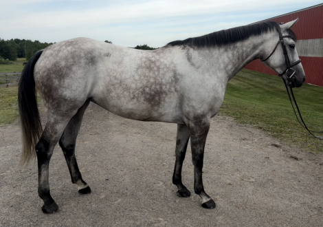 HorseID: 2305919 Rip It Up - PhotoID: 1089487