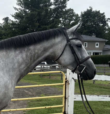 HorseID: 2305919 Rip It Up - PhotoID: 1089489