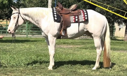 HorseID: 2305922 Skips Brick Moonshine - PhotoID: 1089787