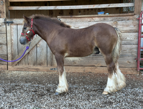 HorseID: 2305924 Superhero Shine of Willow Rock - PhotoID: 1089497