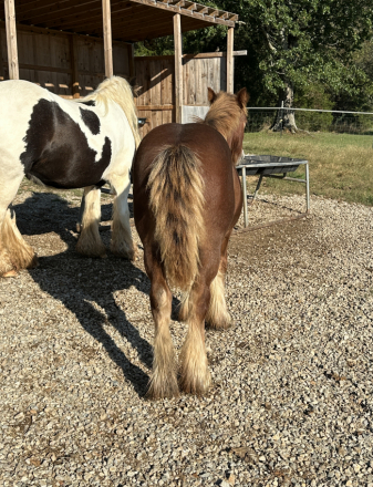 HorseID: 2305924 Superhero Shine of Willow Rock - PhotoID: 1089498