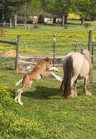 HorseID: 2305924 Superhero Shine of Willow Rock - PhotoID: 1089500