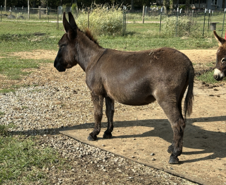 HorseID: 2305927 Z Irresistible - PhotoID: 1089496