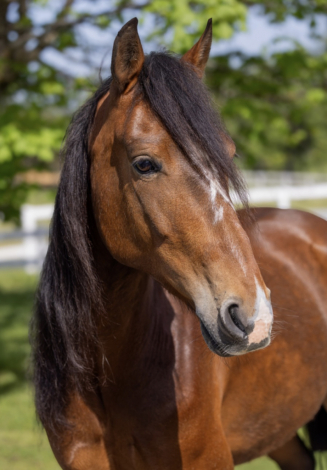 HorseID: 2305928 BC El Legado de Savache - PhotoID: 1089894