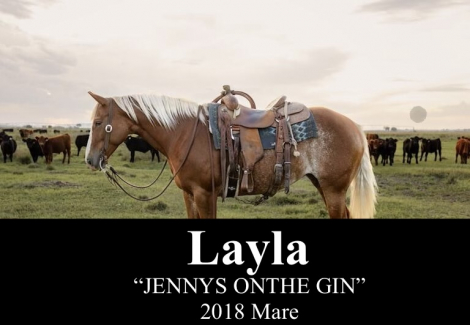 HorseID: 2305929 JENNYS ONTHE GIN - PhotoID: 1089526