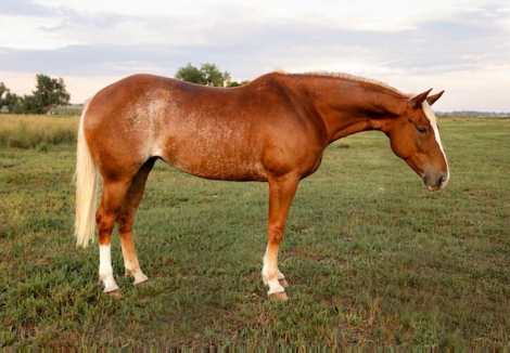 HorseID: 2305929 JENNYS ONTHE GIN - PhotoID: 1089527