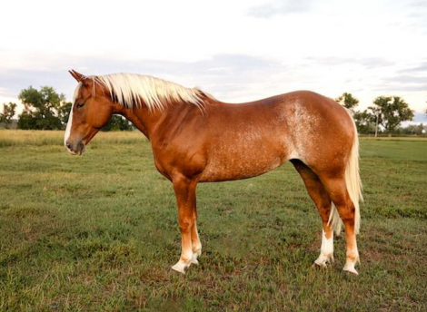 HorseID: 2305929 JENNYS ONTHE GIN - PhotoID: 1089528