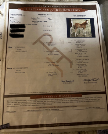 HorseID: 2305929 JENNYS ONTHE GIN - PhotoID: 1089529