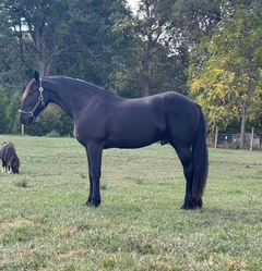 HorseID: 2305930 Serge - PhotoID: 1089491