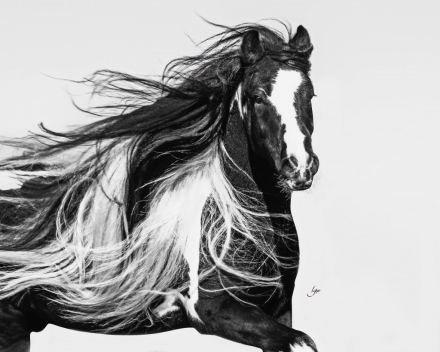 HorseID: 2305932 Calico Jack - PhotoID: 1089490