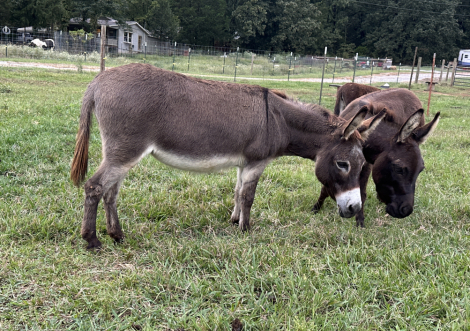 HorseID: 2305933 Z Kaicy MoBetta - PhotoID: 1089495