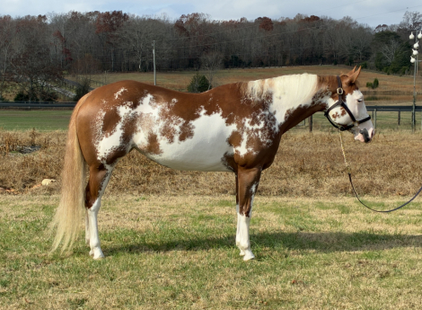 HorseID: 2305936 Real Fancy Bombshell - PhotoID: 1089606