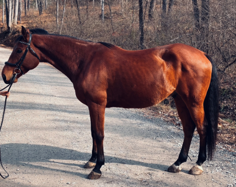 HorseID: 2305937 Caracal - PhotoID: 1089501