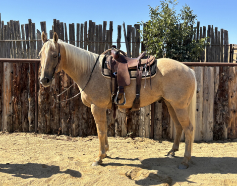 HorseID: 2305941 Heza Hot Frost - PhotoID: 1089509