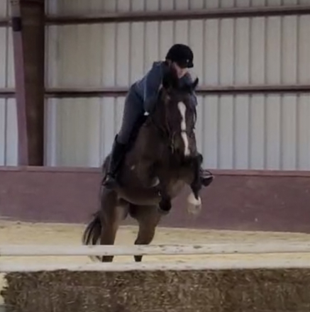 HorseID: 2305946 Mr. Ruiz - PhotoID: 1089502