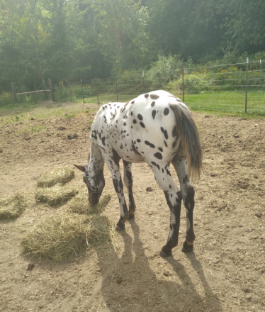 HorseID: 2305948 Jubilees Earthquake Legacy - PhotoID: 1089504