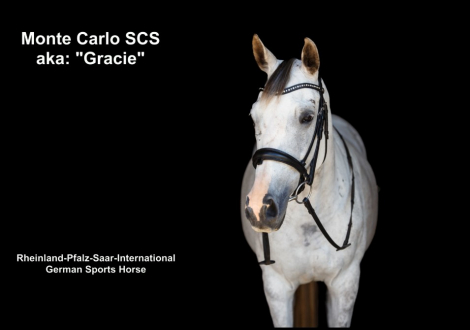 HorseID: 2305949 Monte Carlo SCS - PhotoID: 1089624