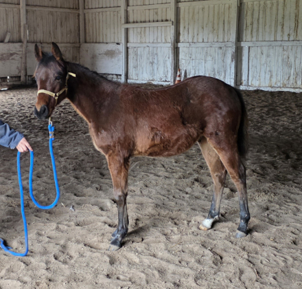 HorseID: 2305950 Jasper (No registered name yet) - PhotoID: 1089505