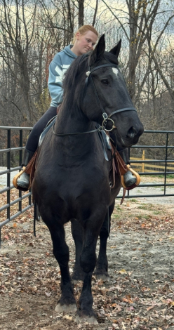 HorseID: 2305951 Athena - PhotoID: 1089506