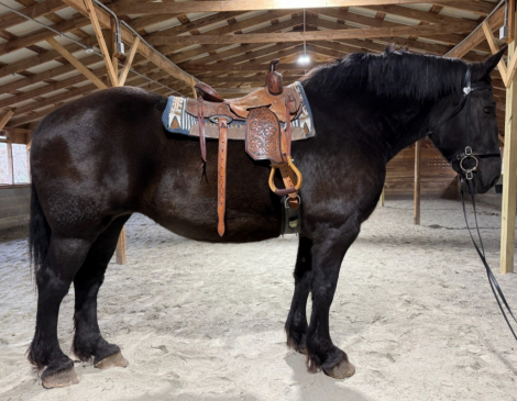 HorseID: 2305951 Athena - PhotoID: 1089507