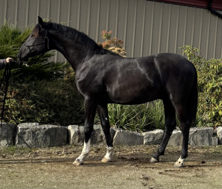 HorseID: 2305952 Ducati - PhotoID: 1089514