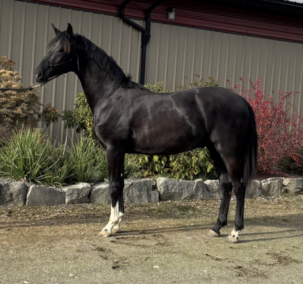 HorseID: 2305952 Ducati - PhotoID: 1089515