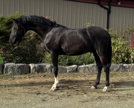 HorseID: 2305952 Ducati - PhotoID: 1089516