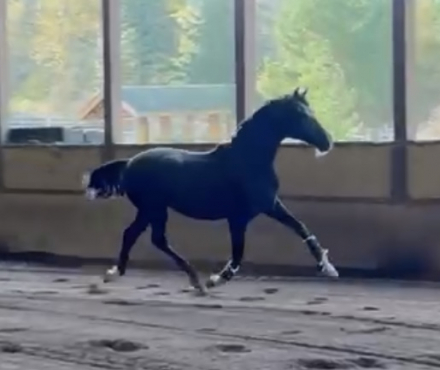 HorseID: 2305952 Ducati - PhotoID: 1089517