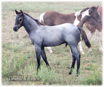 HorseID: 2305954 Blu Shine - PhotoID: 1089518