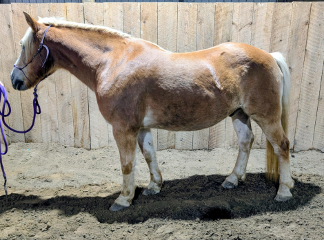 HorseID: 2305955 Henry - PhotoID: 1089519