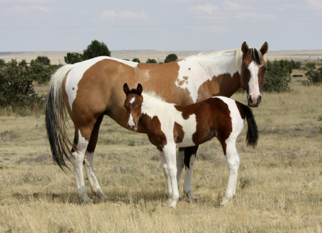 HorseID: 2305956 KC Mega Cash - PhotoID: 1089520