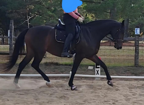 HorseID: 2305961 PAVLOVA - PhotoID: 1089522