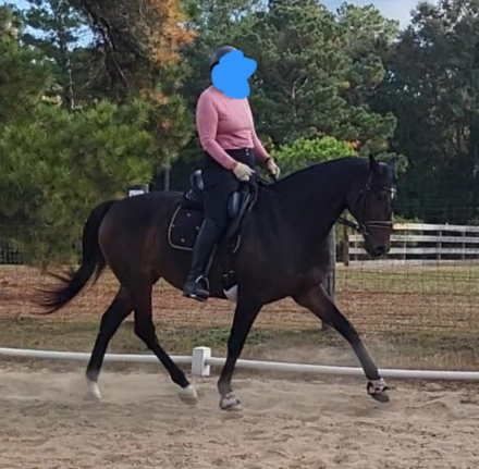 HorseID: 2305961 PAVLOVA - PhotoID: 1089523