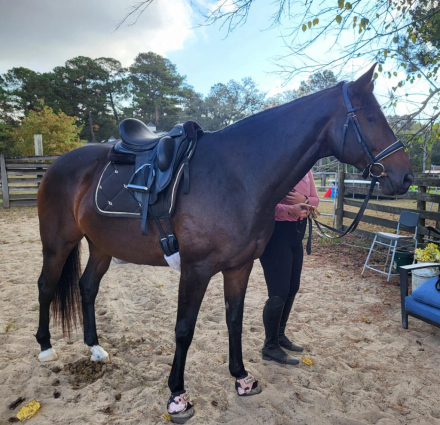 HorseID: 2305961 PAVLOVA - PhotoID: 1089524