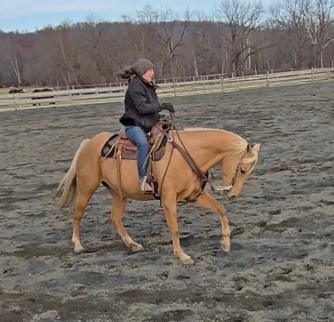 HorseID: 2305965 Sky - PhotoID: 1089611