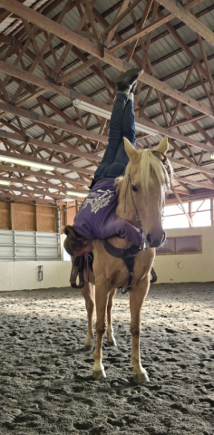 HorseID: 2305965 Sky - PhotoID: 1089612