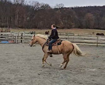 HorseID: 2305965 Sky - PhotoID: 1089613