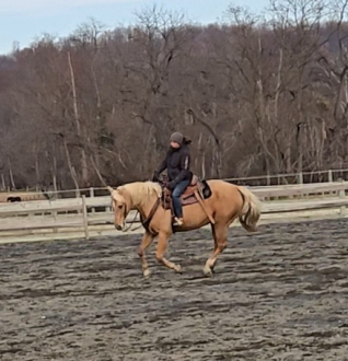 HorseID: 2305965 Sky - PhotoID: 1089614